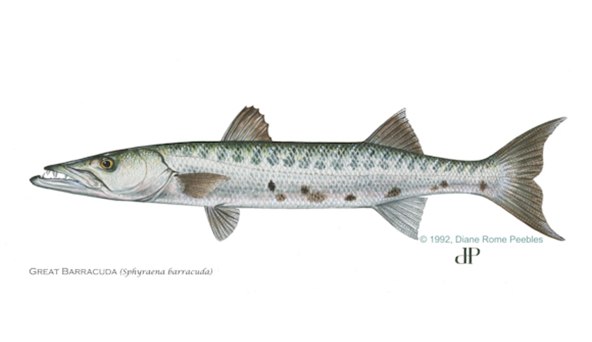 great barracuda