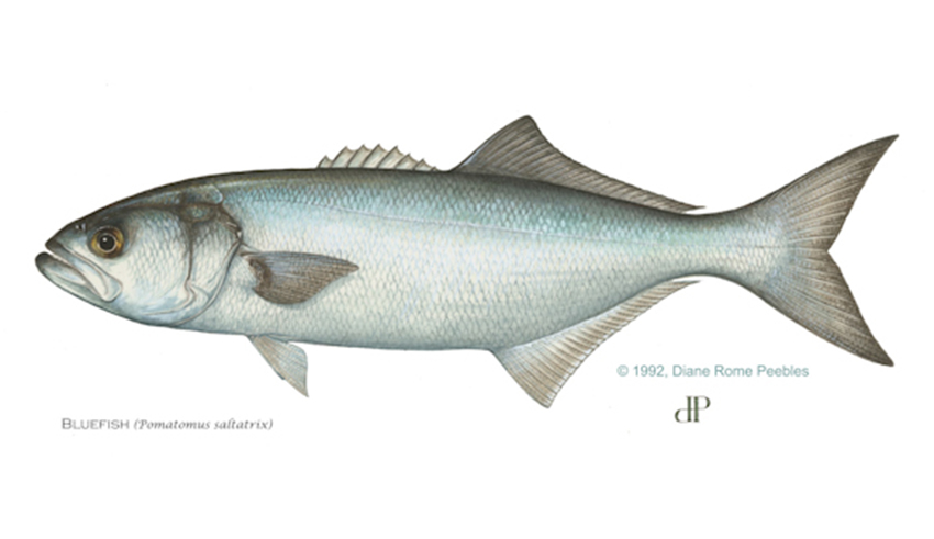 bluefish