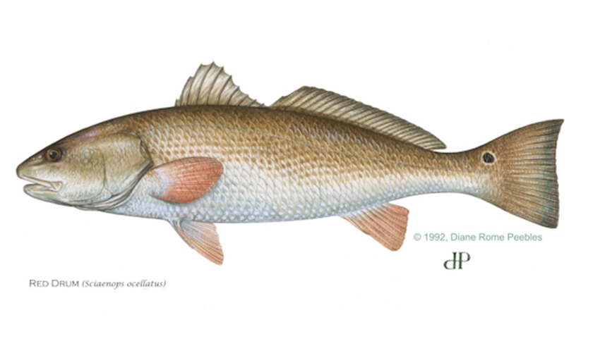 red drum