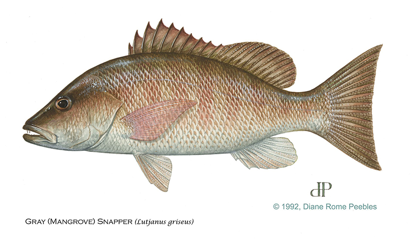 gray snapper