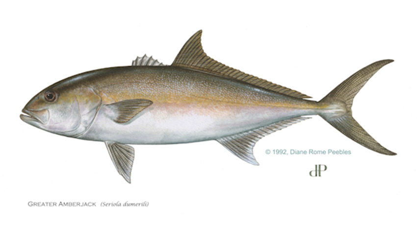 greater amberjack