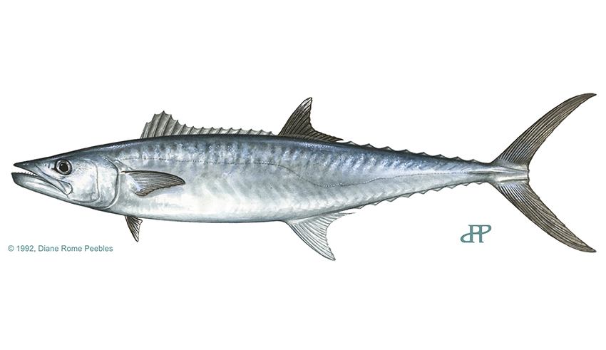 king mackerel