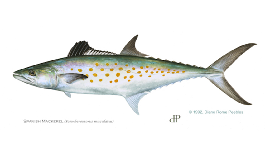 spanish mackerel