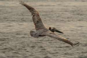 pelican diving for fish