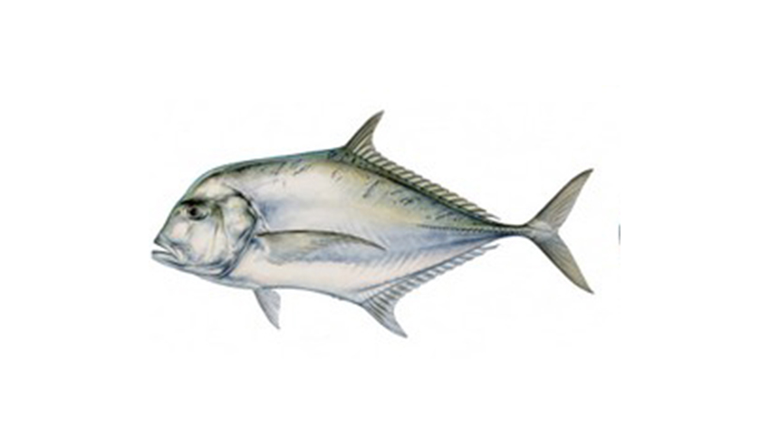 pompano african