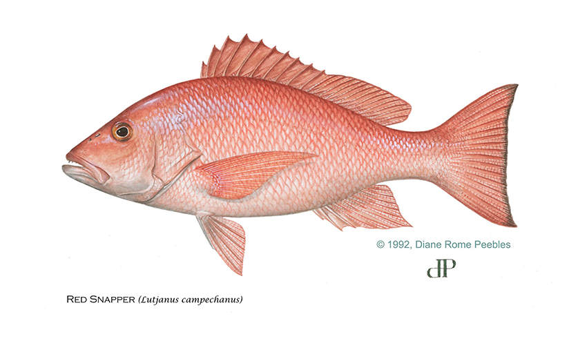 red snapper