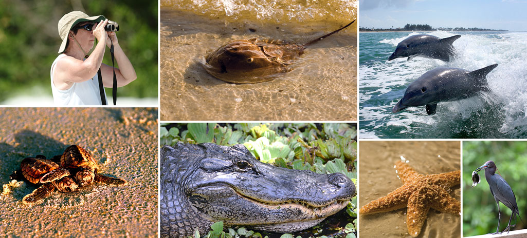 sanibel eco-charters