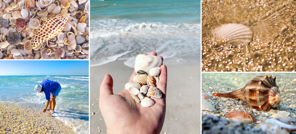 sanibel shelling charters