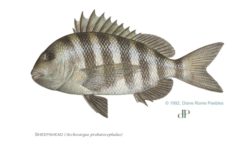 sheepshead