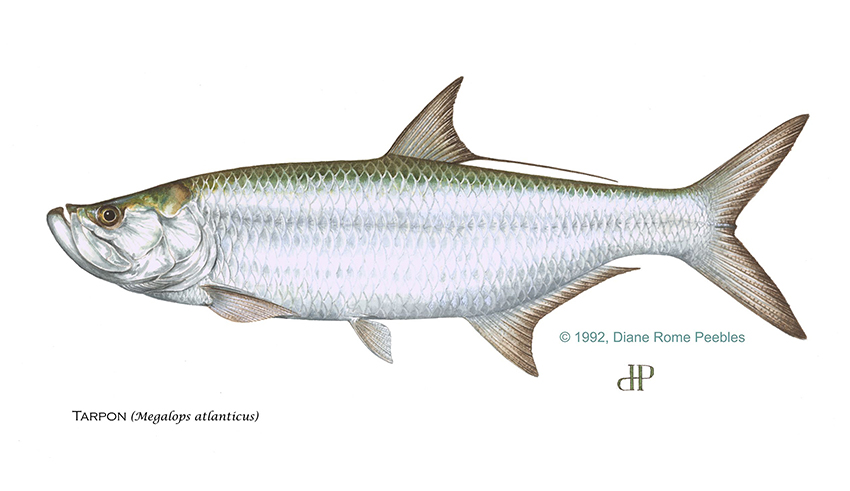 tarpon